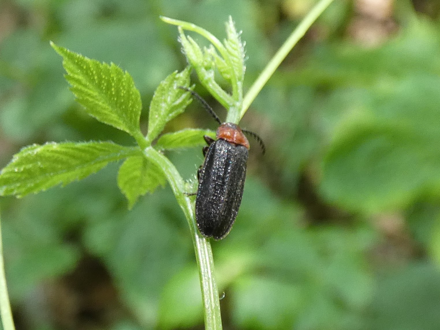 photo_1